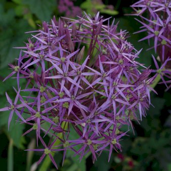 Prydløg 'Christophii' Blomsterløg, Antal pr. pakke 25 stk.