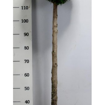 Modulhæk Thuja 'Smaragd' Potte 18 liter,- 60-70 cm.