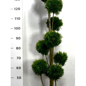 Modulhæk Thuja 'Smaragd' Potte 25 liter,- 125-150 cm.