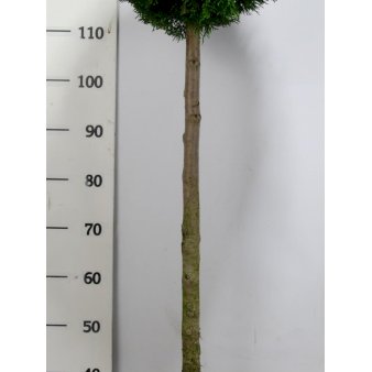 Modulhæk Thuja 'Smaragd' Opstammet 90 cm. 18 liter potte