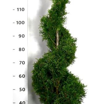Modulhæk Thuja 'Smaragd' Potte 25 Liter, 100-125 cm.