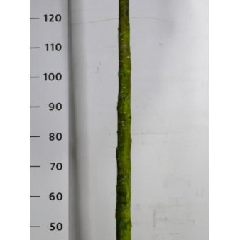 Modulhæk Thuja 'Smaragd' Opstammet 90 cm. 25 liter potte,- 2 års krone