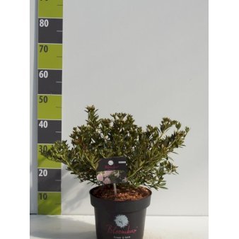 'Bloombux' 2 Liter potte
