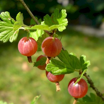 Stikkelsbær 'Rød Hinnomaki' Potte 3,0 liter,- Opbundet