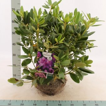 Rhododendron 'Catawbiense Grandiflorum' med klump 50-60 cm. høj. min. 50 cm. bred