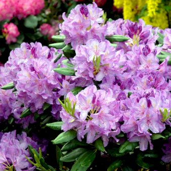 Rhododendron 'Catawbiense Grandiflorum' Potte 5,0 liter,- 40-50 cm.