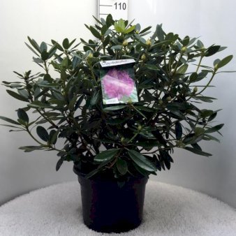Rhododendron 'Catawbiense Grandiflorum' Potte 20 liter,- 60-80 cm.