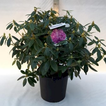 Rhododendron 'Catawbiense Grandiflorum' Potte 30 liter,- 80-100 cm.
