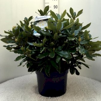 'Cunningham's White' Potte 20 liter,- 60-80 cm.