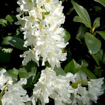 'Cunningham's White' Potte 5,0 liter,- 40-50 cm.