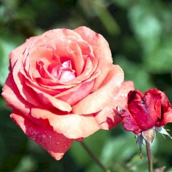 Rose 'Duftwolke'