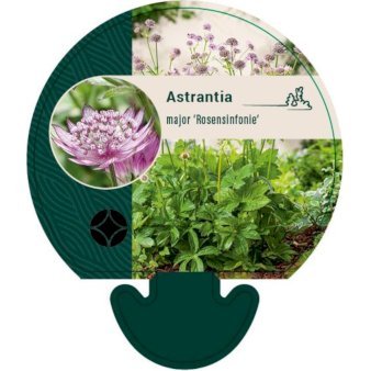 Stjerneskærm 'Rosensinfonie'