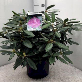 Rododendron 'Boursalt' Potte 20 liter,- 60-80 cm.