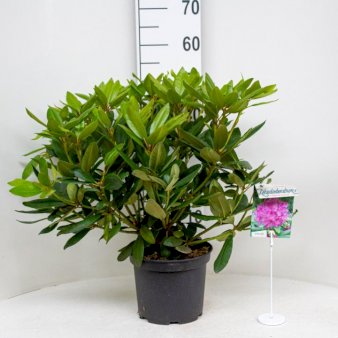 Rododendron 'Boursalt' Potte 5,0 liter,- 40-50 cm.