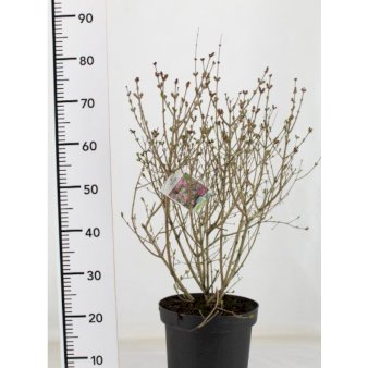 Dværgsyren 'Palibin' Potte 7,5 liter 40-60 cm.