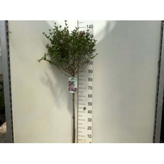 Dværgsyren 'Palibin' Opstammet 80 cm. 7,5 liter potte