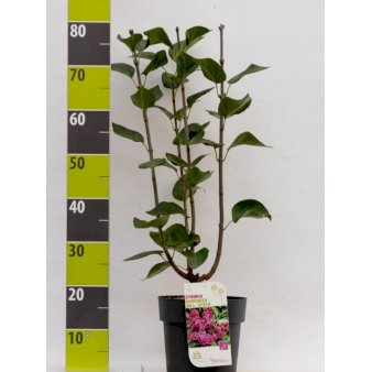 'Andenken an Ludwig Späth' Potte 4,0 liter,- 50-60 cm.