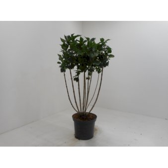 'Charles Joly' Potte 12 liter,- 80-100 cm.