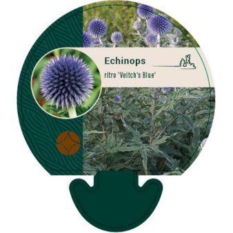 Tidselkugle 'Veitch's Blue'