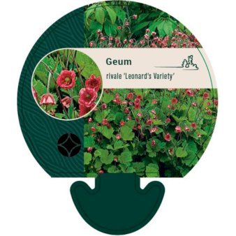 Eng-Nellikerod 'Leonard's Variety'