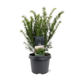 Taks 'Farmen' 3 Liter potte