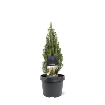 Sukkertopgran 'Zuckerhut' 3 Liter potte