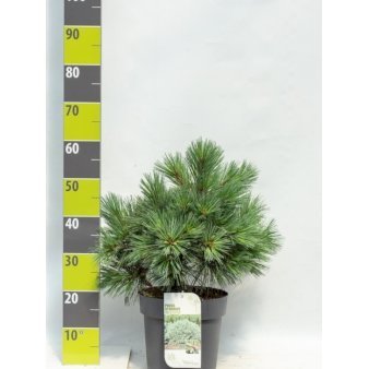 Weymouth Fyr 'Macopin' Potte 6,5 liter 30-40 cm.