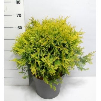Thuja 'Golden Globe' Potte 12 liter,- 40-60 cm.
