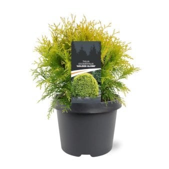 Thuja 'Golden Globe'