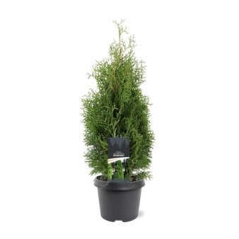 Almindelig Thuja 'Holmstrup'