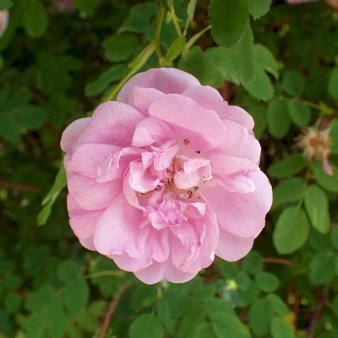 'Poppius'
