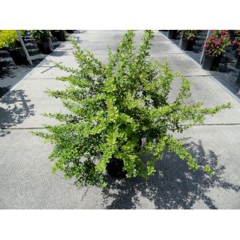Grøn Berberis til hæk Potte 12 liter,- 60-80 cm.
