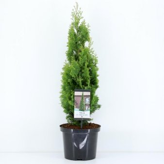 Almindelig Thuja 'Degroots Spire'
