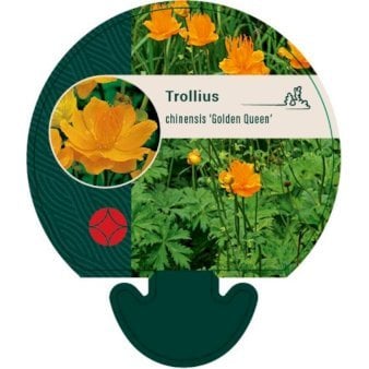 Kinesisk Engblomme 'Golden Queen'
