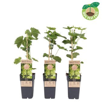 Vin 'Sukribe' 2 Liter potte