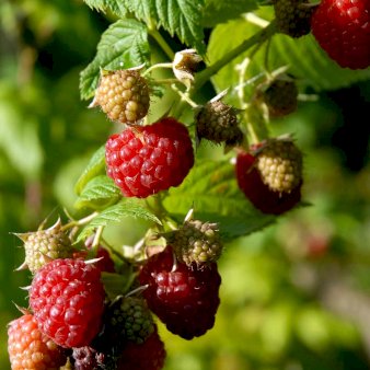 Sommer Hindbær 'Willamette' Potte 3,0 liter,- Opbundet