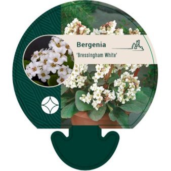Kæmpestenbræk 'Bressingham White'