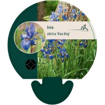 Sibirisk Iris
