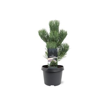 Østrigsk Fyr 'Oregon Green' 3 Liter potte