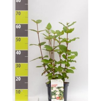 Pibekvalkved 3 Liter potte