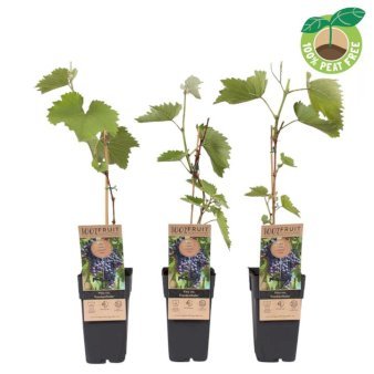 Vin 'Frankenthaler' 2 Liter potte