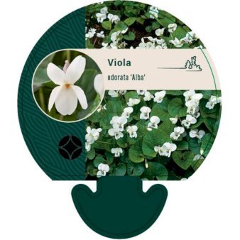 Martsviol