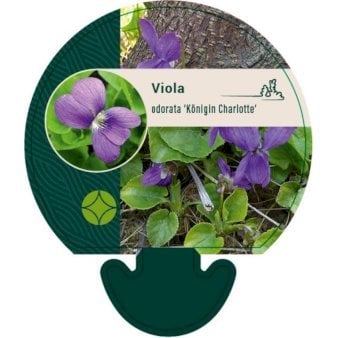 Martsviol 'Königin Charlotte'