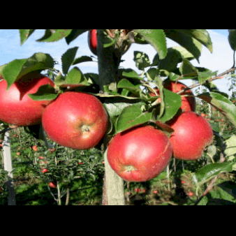 , Æbletræer