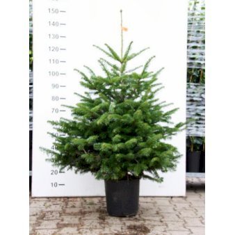 Nordmannsgran med klump, 100-125 cm.