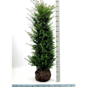 Takshæk med klump,- 120-140 cm.