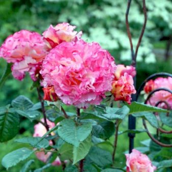 Storblomstret