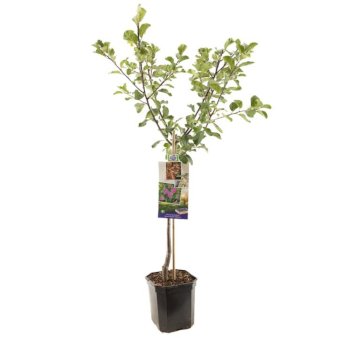 Blomme 'Althans Reine Claude' A-Kvalitet, 5 Liter potte