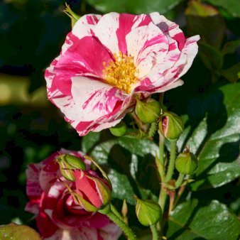 'Concert'&trade; (Syn. 'Calypso'&trade;) A-Kvalitet,- barrods roser min. 2 grene