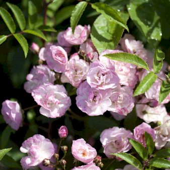 'Heavenly Pink' A-Kvalitet,- barrods roser min. 3 grene